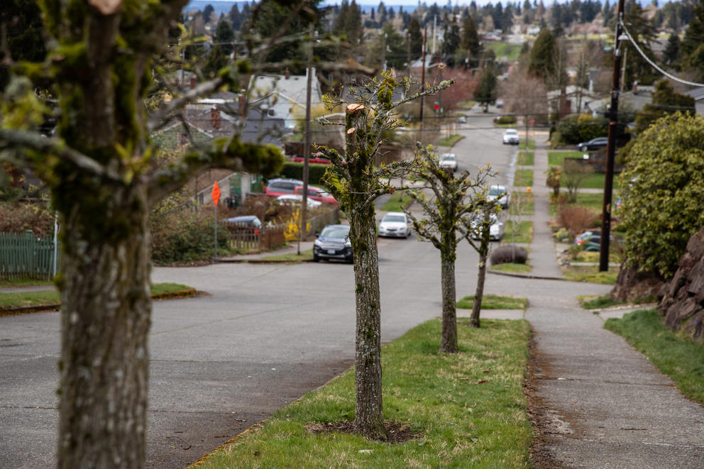A row of pruned trees between the sidewalk and street