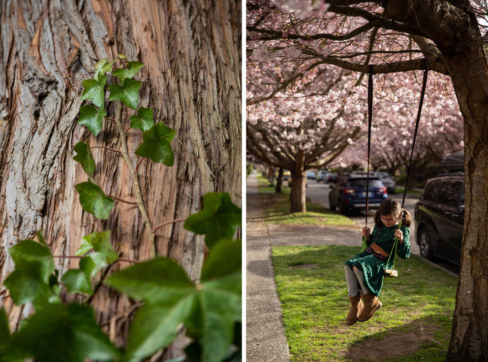 Ivy grows on the drunk of a tree (left); a child sits on a swing hanging from a tree branch with cherry blossoms in full bloom in the background