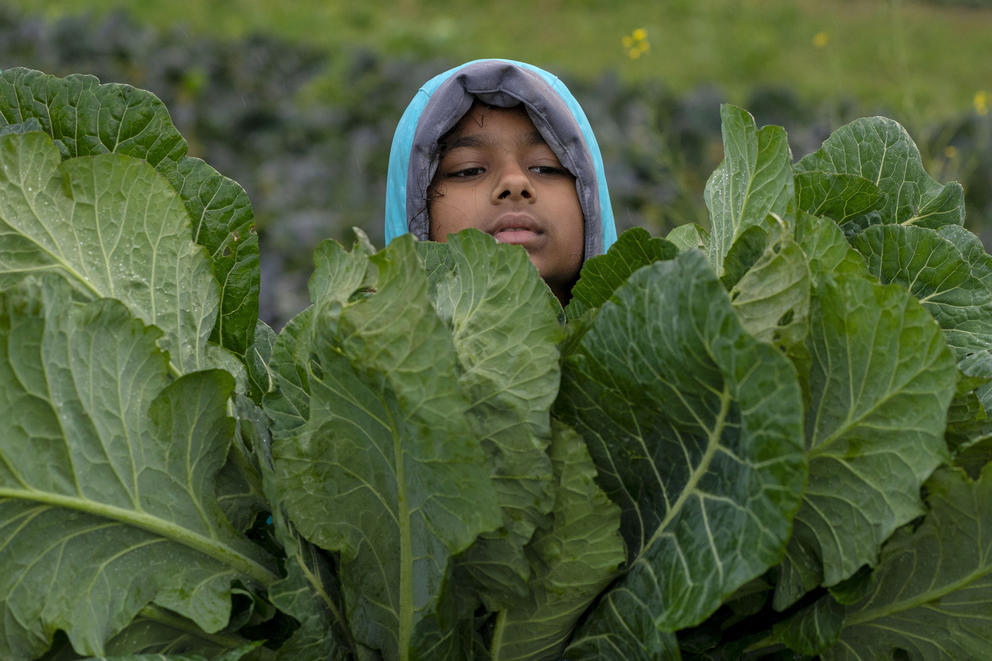 A girl peeks out from behind large green collard green leaves