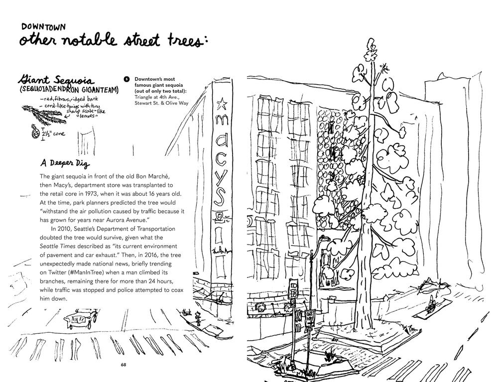 a hand illustrated spread from a book, including an illustration of a tall tree next to a Macy's