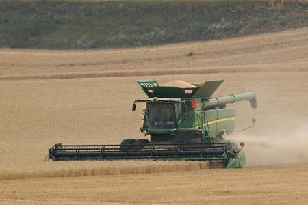 A combine harvests wheat