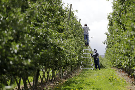 Workers in an orchard