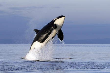 An orca breaches west of Seattle.