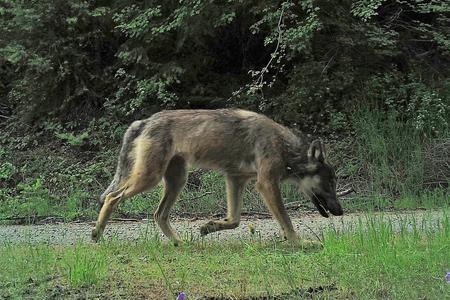 large male wolf caught on camera