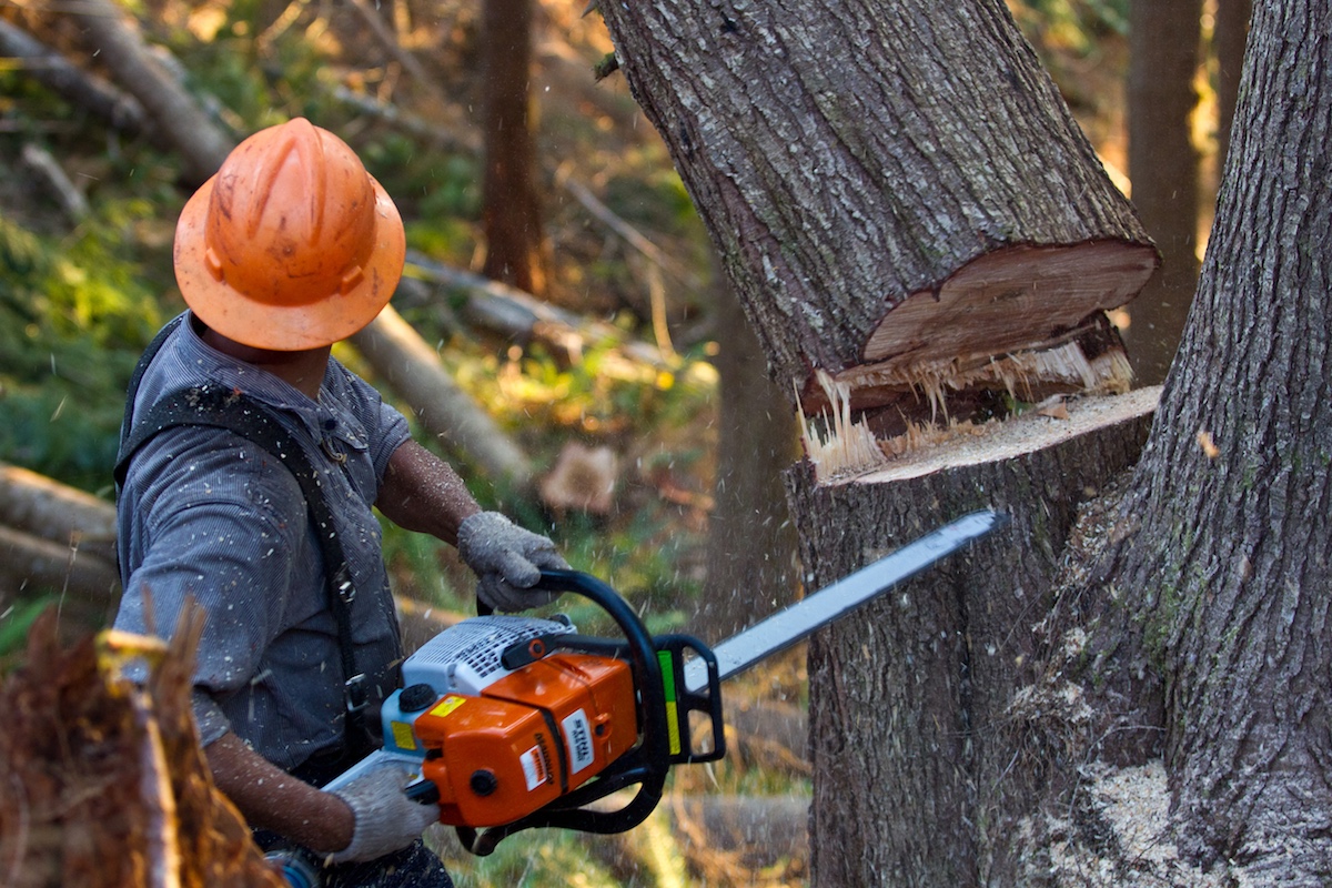 A timber cutter works
