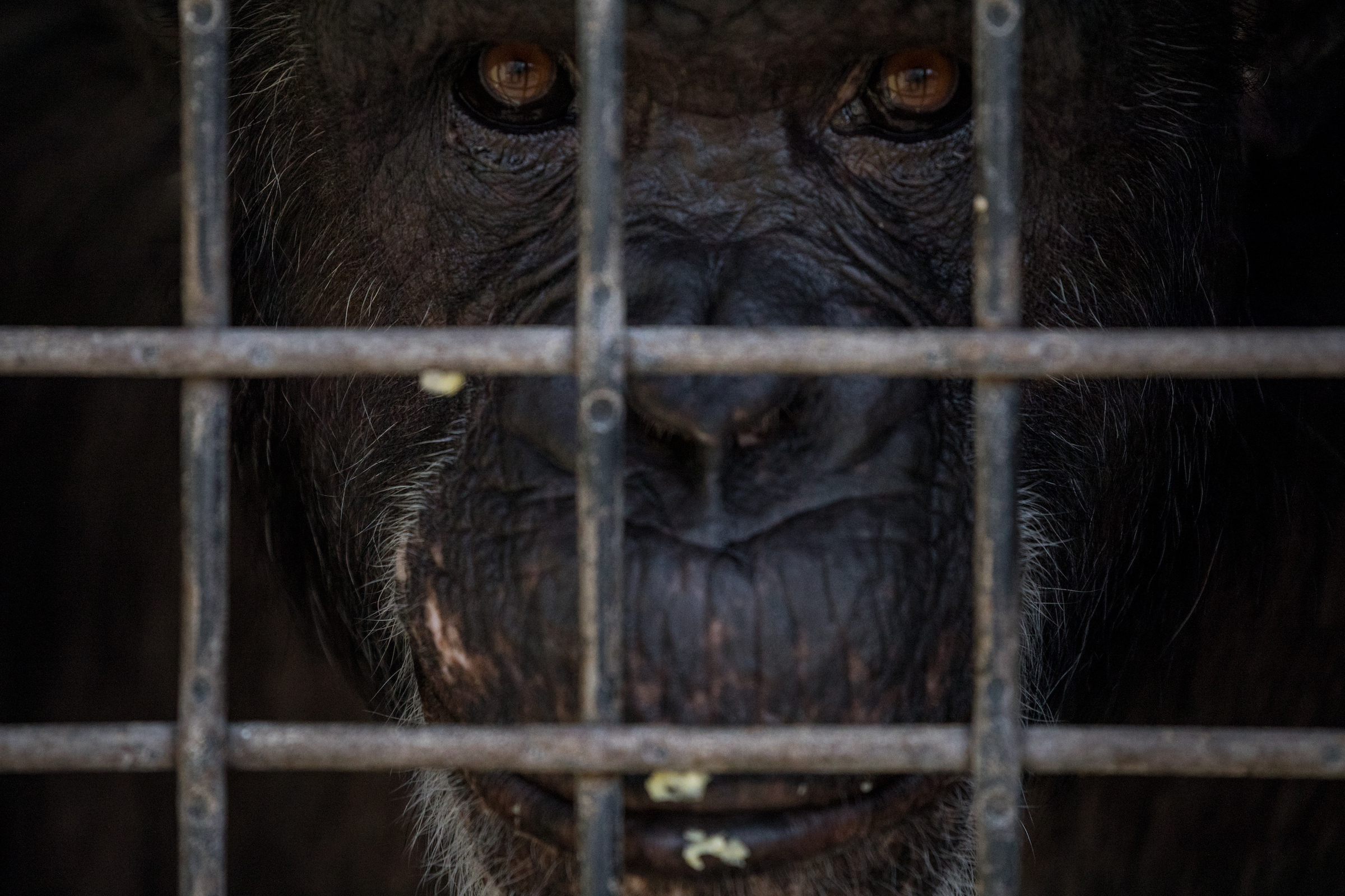 A close-up of a chimp peeking through the fence at the sanctuary.