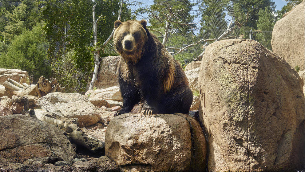 A Grizzly bear sits on a rock.