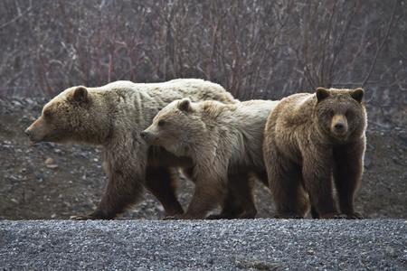 Grizzly bears in Denali National Park in Alaska