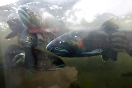 A close up of spawning salmon swimming in water